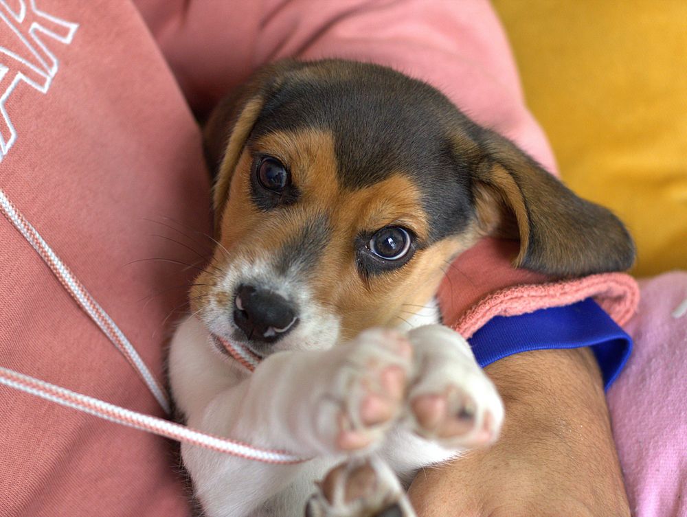 Cachorro beagle tranquilo en brazos de su tutora
