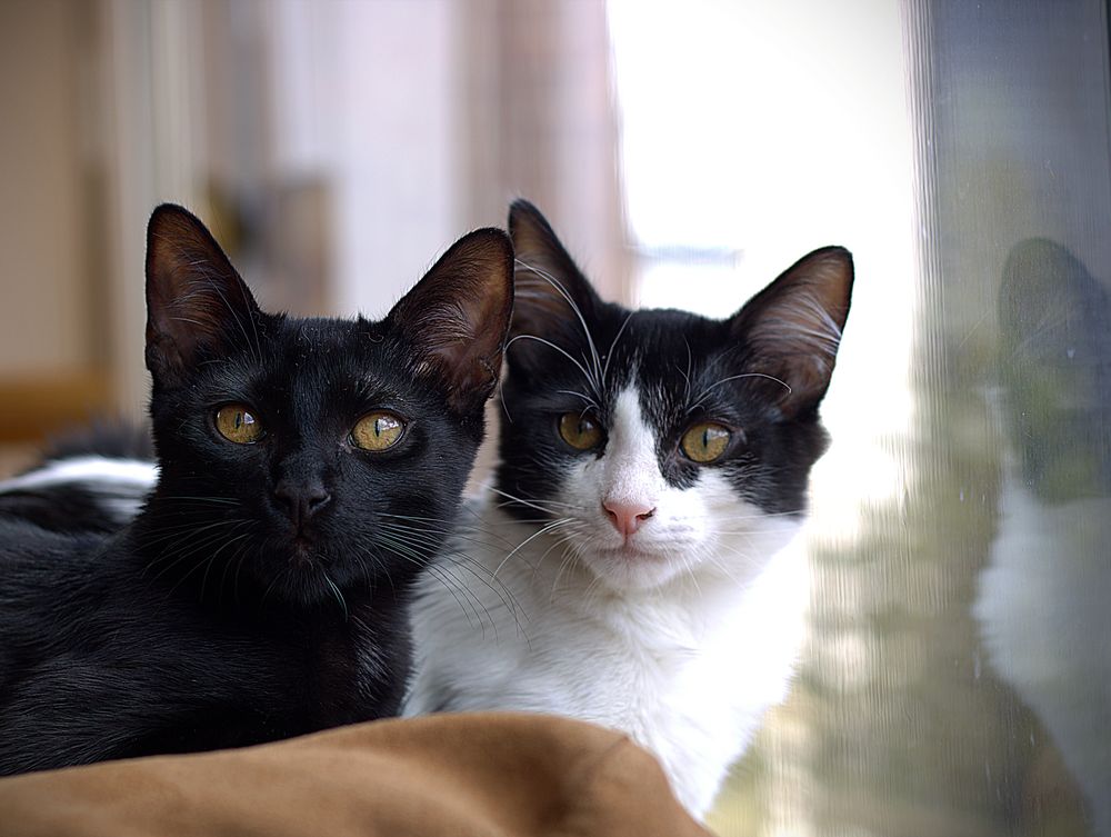 Dos gatos listos para viajar con su familia