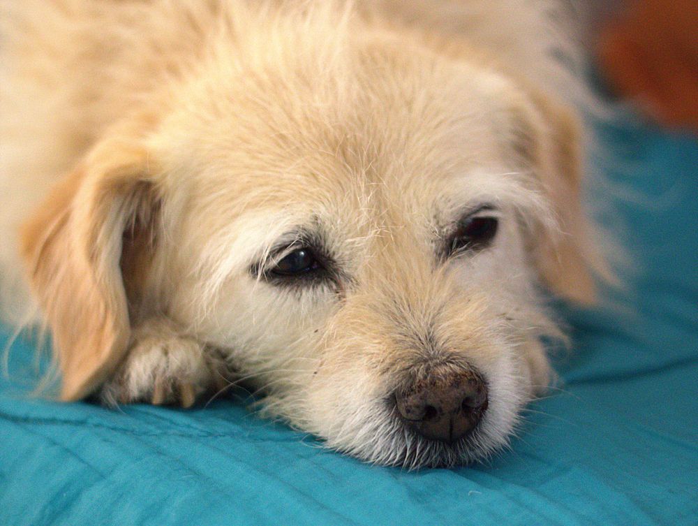 Perro adulto mayor descansando sobre una manta durante su recuperación