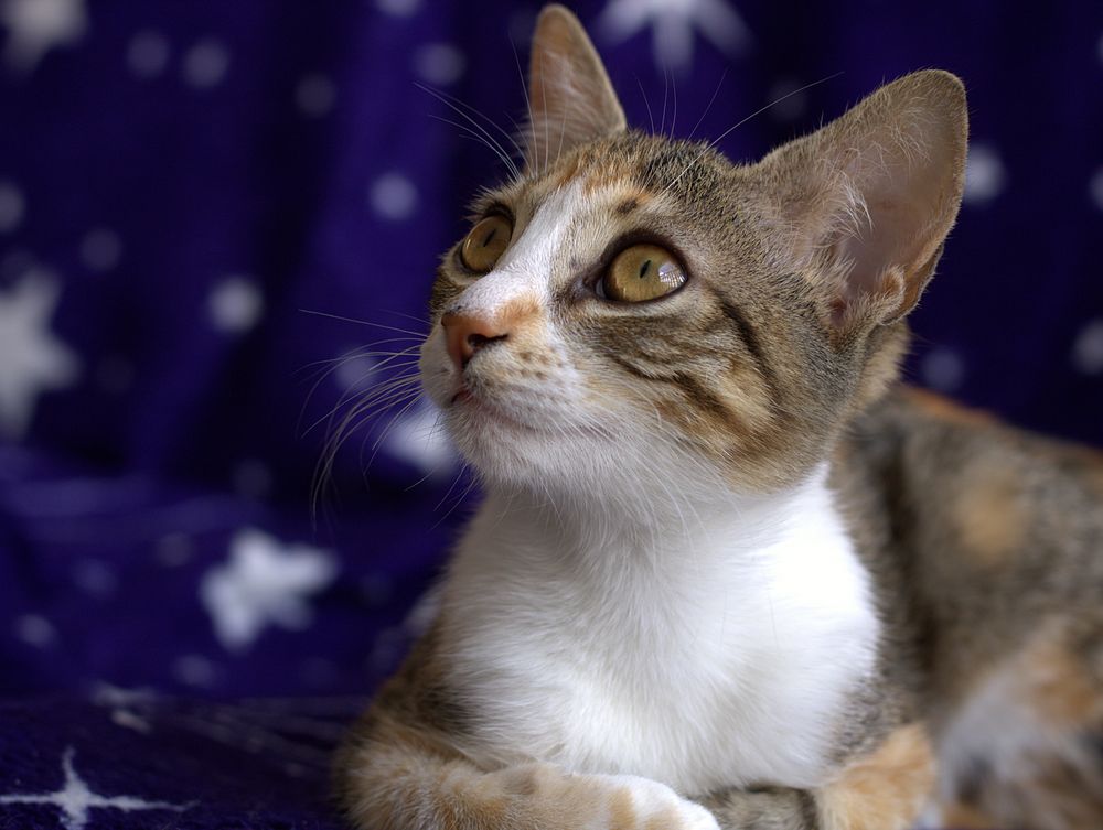 Gata tricolor tranquila antes de su ecografía veterinaria