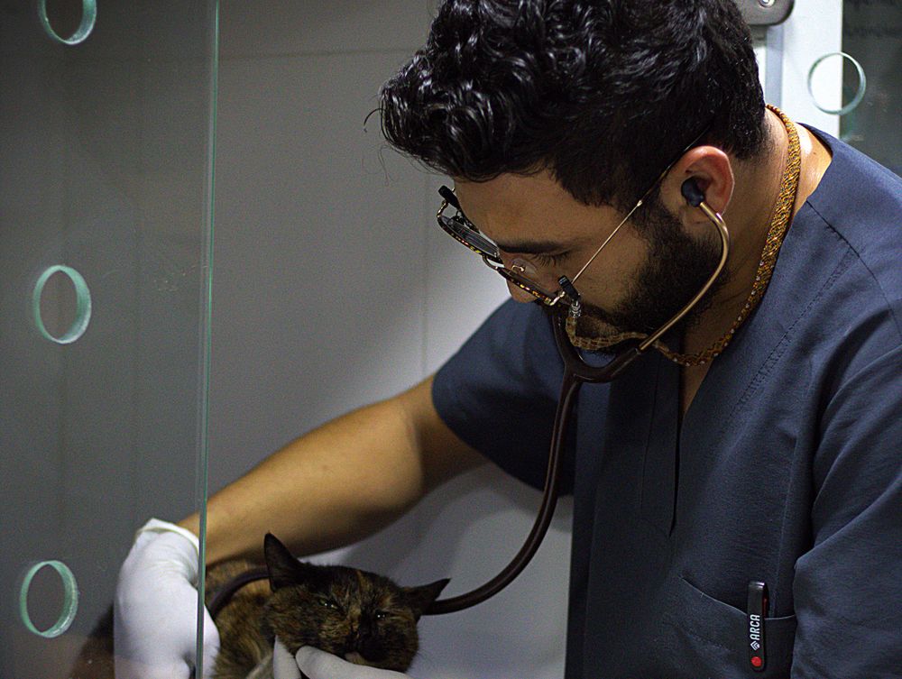 Médico veterinario de My Pet City auscultando a un gato antes de la toma de exámenes