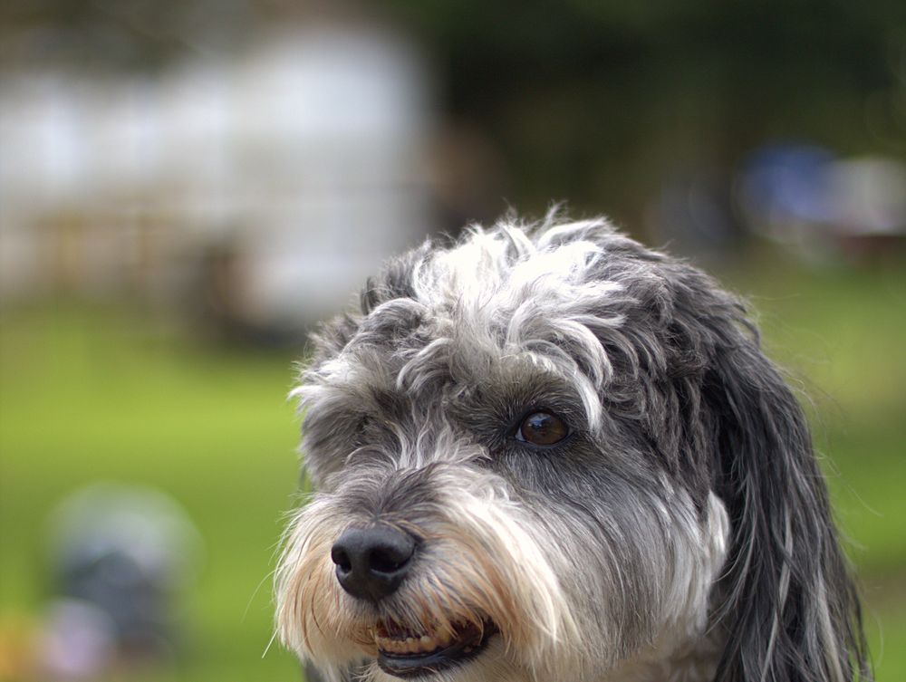 Perro paciente de My Pet City en una jornada de salud preventiva