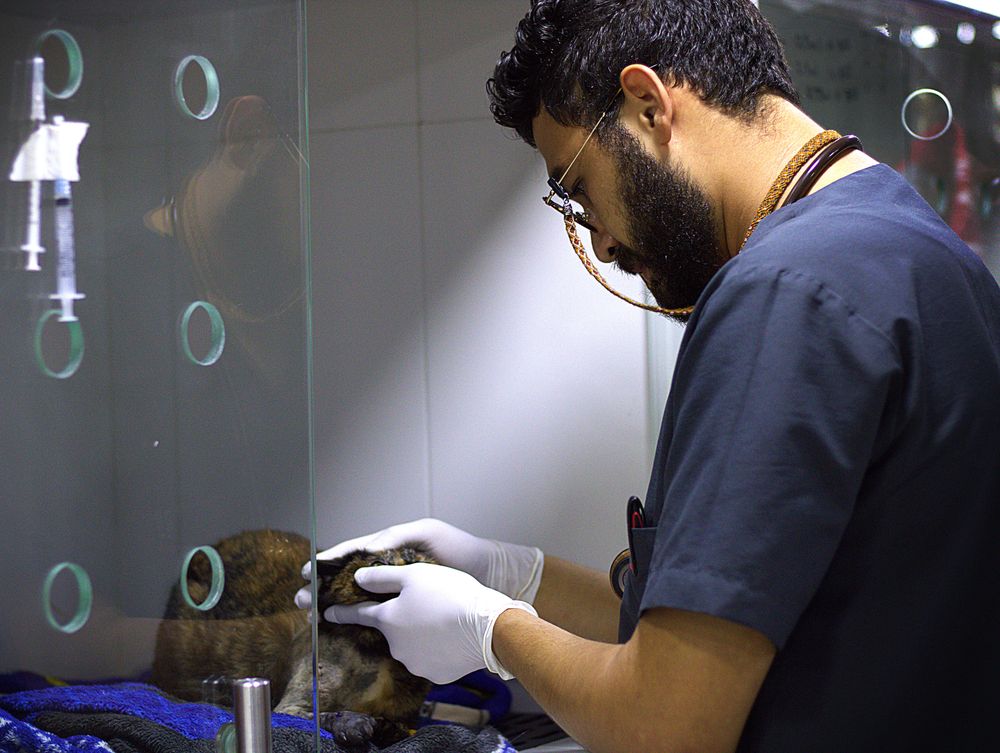 Médico veterinario de My Pet City examinando con cuidado a un gato