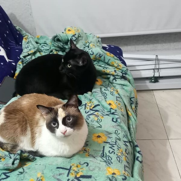 Dos gatos descansando juntos en casa
