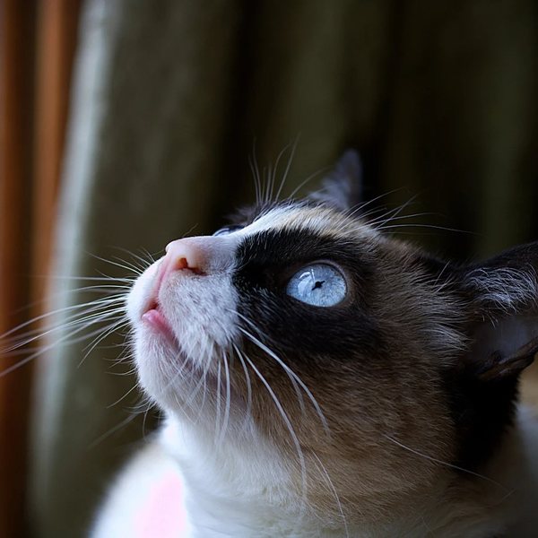Gato de ojos azules mirando hacia arriba